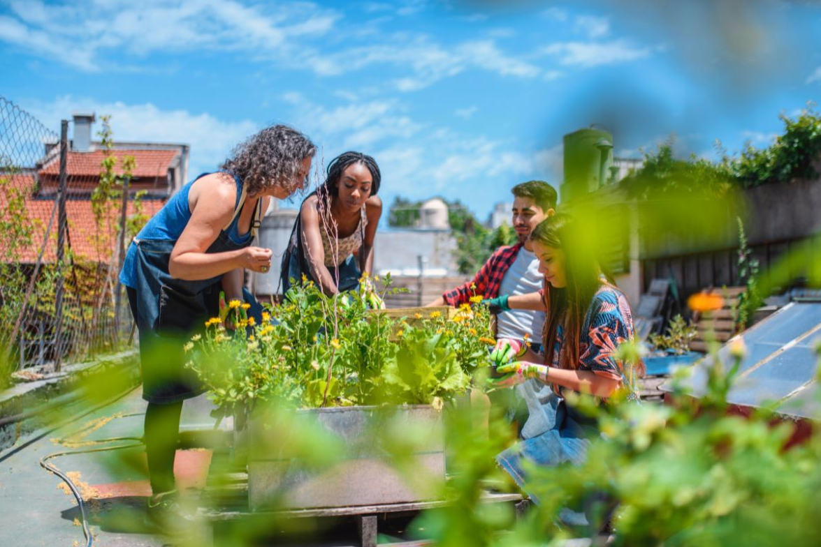 Three women and a man working together in a community garden