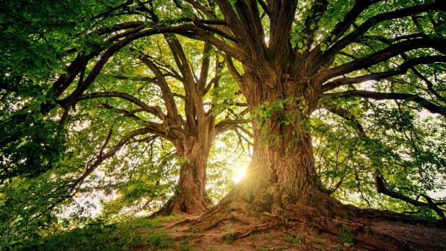 Photo of large, thick trees with roots in the grass and green leaves in front of sunlight, symbolizing growth and bright future